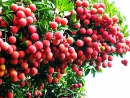 Cần chú ý bài toán chất lượng khi xuất khẩu vải vào Úc