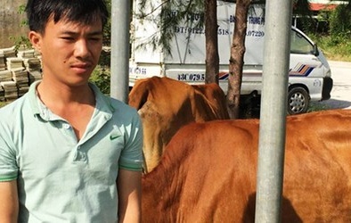 Dùng xe tải đi trộm bò liên tỉnh