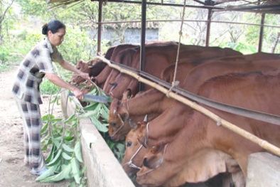 Lạng Sơn: Nâng cao năng suất chăn nuôi bò thịt nhờ ứng dụng tiến bộ kỹ thuật
