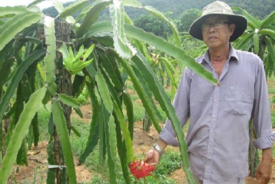 Mô hình trồng thanh long ruột đỏ cho năng suất thu nhập cao tại Phú Quốc