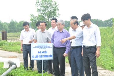 Phú Thọ: Ứng dụng công nghệ nuôi thương phẩm cá Lăng chấm, cá Anh Vũ