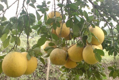 Phú Thọ: Nghiên cứu phân hữu cơ giúp tăng năng suất cây bưởi