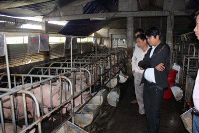 Thừa Thiên Huế: Nuôi lợn và trồng nấm cho năng suất và hiệu quả kinh tế cao