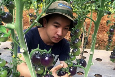 Vườn cà chua đen trĩu quả nổi tiếng tại Đà Lạt của ông chủ 9X