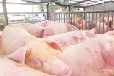 14 xe lợn béo được xuất sang Trung Quốc trong 3 giờ đồng hồ