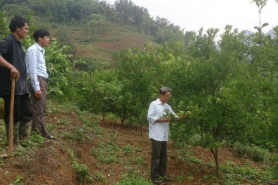 Cao Bằng: Ứng dụng KH&CN trồng cây ăn quả năng suất chất lượng cao