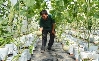 Lào Cai: Ứng dụng công nghệ cao vào sản xuất nông nghiệp