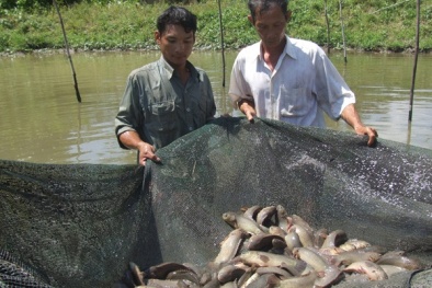 Ninh Bình: Áp dụng đúng kỹ thuật tăng năng suất nuôi cá trên ruộng trũng