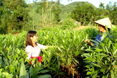 Tuyên Quang: Nâng cao năng suất, chất lượng rừng trồng bằng việc lấy cây mô