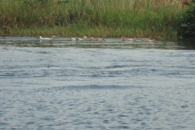 Đau đớn phát hiện 2 bé trai chết đuối sau khi báo tin mất tích