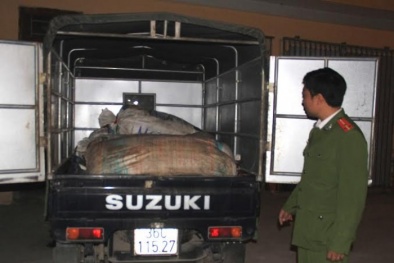 Kịp thời chặn đứng 1 tấn bì lợn thối ra thị trường 