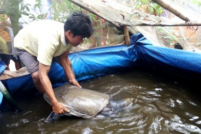 Bắt được cua đinh 25 kg nằm trong sách Đỏ Việt Nam