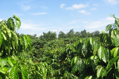 Tử vong bất thường với nhiều vết chém trong rẫy cà phê