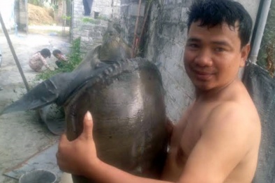 Bắt được ba ba gai 'khủng' nặng hàng chục kg