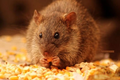 Nghệ An: Chuột béo tốt nhờ ăn thuốc diệt chuột