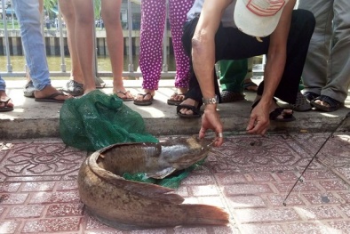 Nhiều người giúp sức đưa cá trê khủng lên bờ