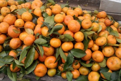 Quýt Trung Quốc nhuộm thuốc để bóng đẹp