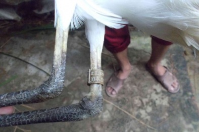 Quảng Nam: Giật mình phát hiện cò lạ đeo vòng chữ Trung Quốc