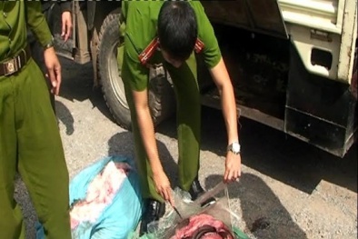 Ngăn chặn hàng tạ mỡ lợn, da bò hôi thối vào quán ăn