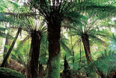 Tin đồn thương lái thu mua gốc dương xỉ rồi 'bỏ bom' người dân