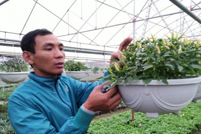 250.000 đồng/hạt giống cây cảnh độc, lạ trồng chơi Tết