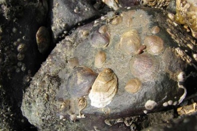 Loài vật chuyển giới sau khi va chạm