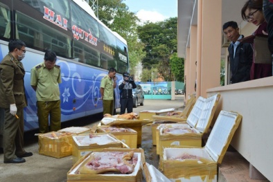 Phát hiện hơn 1 tấn thịt thối trên xe khách