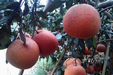 Bưởi đỏ 'tiến vua' được săn lùng trước Tết