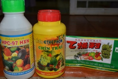 Thuốc thúc chín trái cây có thật sự độc hại?