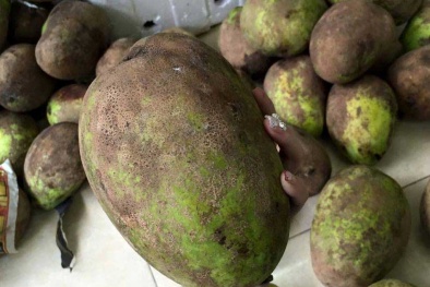 Dân Hà thành phát cuồng với xoài lạ nặng 2kg/quả
