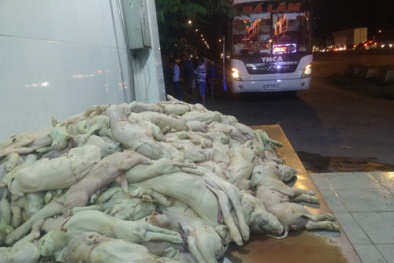 Hàng trăm cân heo sữa bốc mùi nồng nặc trên chuyến xe đêm Giao thừa