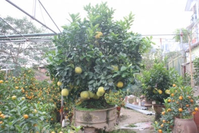 Bưởi Diễn trăm quả, bưởi thế ngũ phúc độc đáo để chơi Tết