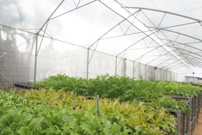 Trang trại rau sạch mini tiền tỷ giữa Sài Gòn