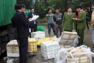 8 tạ thịt bò 'bẩn' có dấu kiểm dịch bất thường