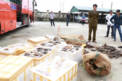 800 kg nội tạng, mỡ lợn thối đi xe giường nằm vào Nam