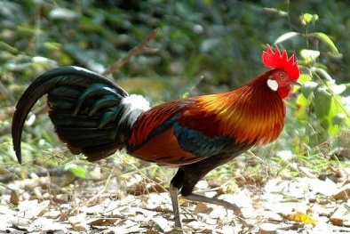 Trại gà rừng quy mô bậc nhất Việt Nam có trị giá 1 triệu USD