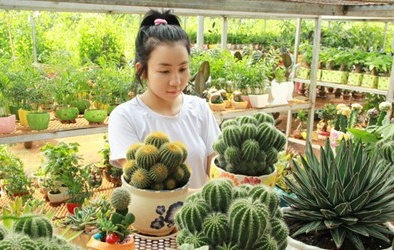 9x thu tiền tỷ từ cây cảnh mini