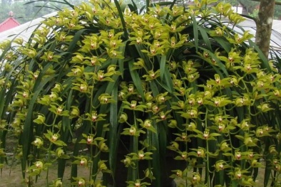 'Giấc mộng vua Trần': Địa lan huyền bí 100 triệu đồng/chậu