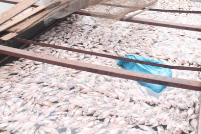 Khóc ròng vì hàng chục tấn cá nổi trắng sông Đồng Nai