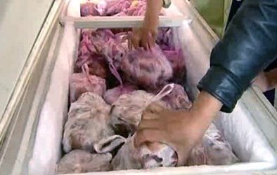 Nhanh chóng tiêu hủy hơn 1 tấn thịt đông lạnh bốc mùi thối
