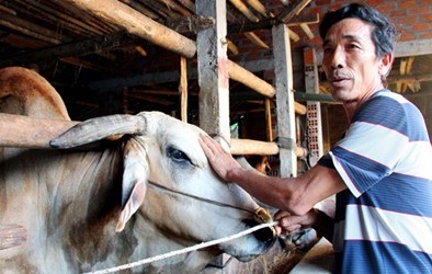 Làng vỗ béo bò sạch