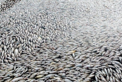 Hé lộ nguyên nhân ban đầu khiến cá chết trắng sông Đồng Nai