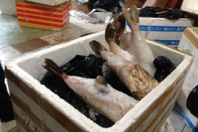 Kho đông lạnh chứa 5 tấn hải sản biến chất giữa Thủ đô