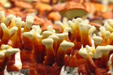  Gần Tết, nấm linh chi bonsai đắt như vàng vẫn cháy hàng ‘nhan nhản’ 