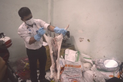 Chủ nhân 3 tạ heo sữa thối rỉ dịch tự xin chịu phạt khi bị bắt