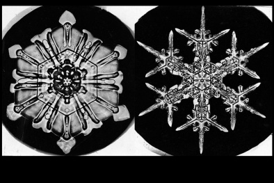 Ngắm nhìn bộ ảnh hoa tuyết tuyệt đẹp đầu tiên trên thế giới