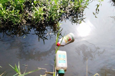 Phát hiện 'thủ phủ' rau muống tưới nhớt, ngâm hóa chất