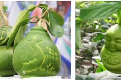 Trái cây hình dáng độc đáo vẫn lo ế