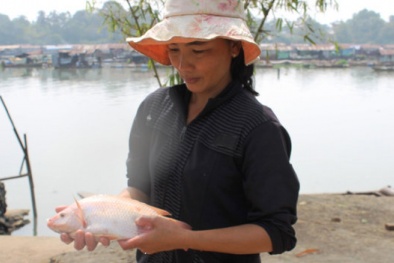 Cá chết trắng sông Đồng Nai: ‘1 đồng tiền bồi thường cũng không có’