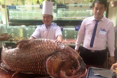 Cá hô 'siêu khủng' giá nửa tỉ đồng sẵn sàng phục vụ đại gia Sài Gòn